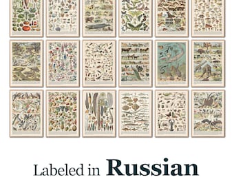 Russian Nature Prints, Vintage Botanical Animal Posters (Digital Download)