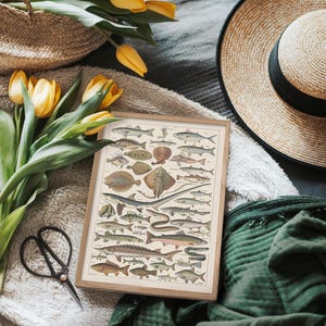 May include: A framed vintage print featuring various fish illustrations in shades of brown, beige, and gray. The print is displayed on a soft, textured surface, alongside yellow tulips, a straw hat, and a pair of black scissors.