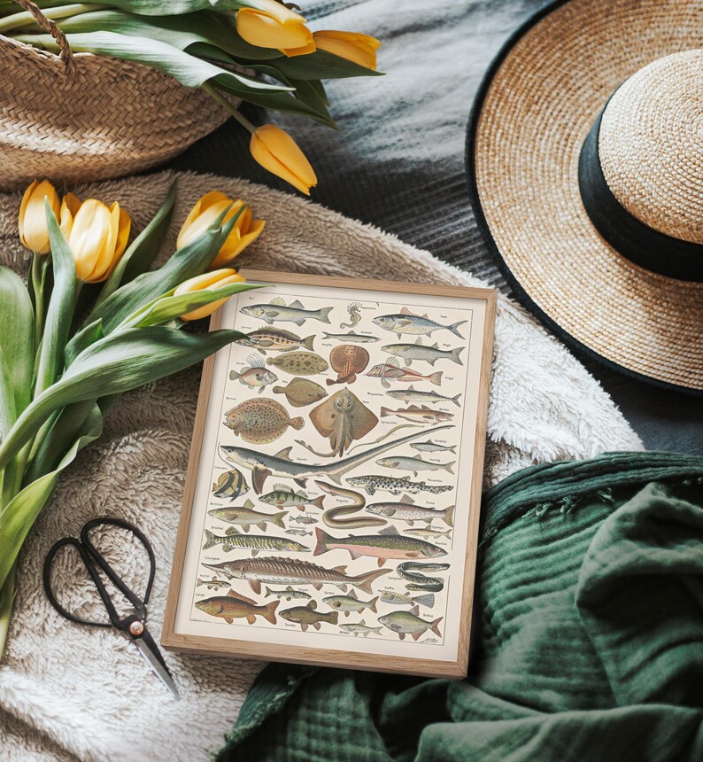May include: A framed vintage print featuring various fish illustrations in shades of brown, beige, and gray. The print is displayed on a soft, textured surface, alongside yellow tulips, a straw hat, and a pair of black scissors.