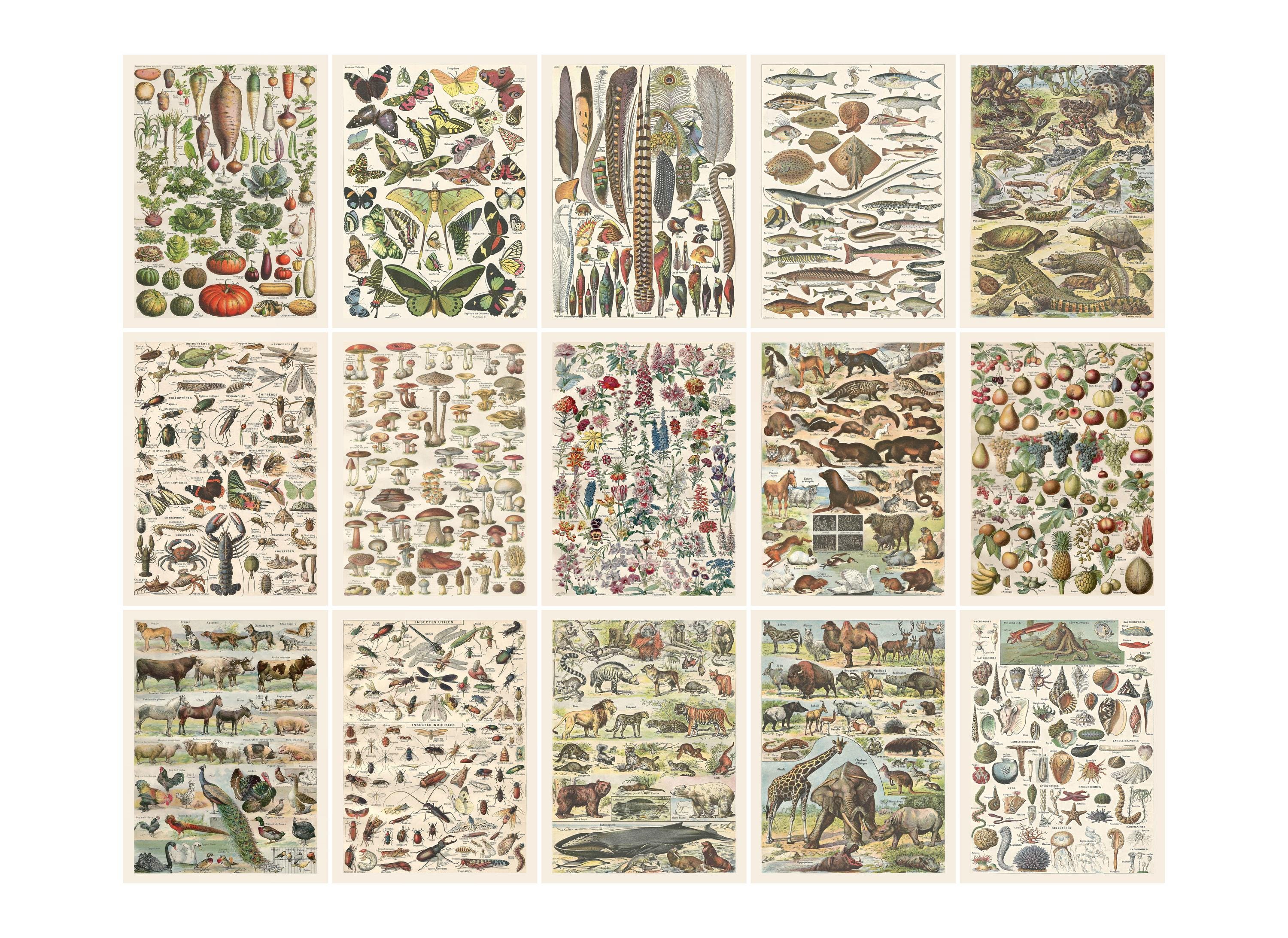 Vintage Science Classroom Posters: Biology & Nature Charts (digital ...