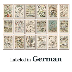 Peut inclure: Une série d'estampes encadrées, présentant des illustrations détaillées de plantes, d'animaux et d'insectes. Les tirages sont étiquetés en allemand et disposés en grille, offrant une esthétique vintage.