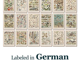 Vintage German Science Posters: Biology Prints for Kids (Digital Download)