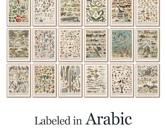 Arabic Science Posters for Kids: Montessori Classroom Wall Art (Digital Download)