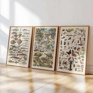 18 afdrukbare wetenschapsposters voor in de klas – vintage educatieve kaarten voor kantoorinrichting voor biologie, natuurstudies of natuurwetenschappen