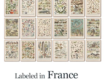 French Biological Illustration Prints: Vintage Science Classroom Decor (Digital Download)