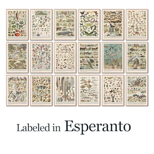 Może przedstawiać: Kolekcja oprawionych, zabytkowych wykresów botanicznych i zoologicznych. Każdy wykres zawiera szczegółowe ilustracje roślin, zwierząt i owadów, z beżowym tłem i drewnianą ramą. Tekst "Labeled in Esperanto" znajduje się na dole.