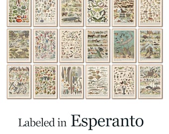 Esperanto Science Poster Set: Vintage Biology & Insect Prints (Digital Download)