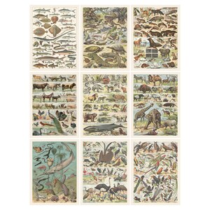 May include: Nine vintage animal and fish educational charts. Each chart features detailed illustrations of various species, including fish, reptiles, mammals, and birds. The charts are printed on aged paper with a sepia tone.
