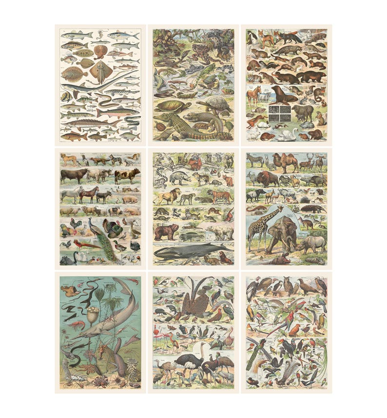 May include: Nine vintage animal and fish educational charts. Each chart features detailed illustrations of various species, including fish, reptiles, mammals, and birds. The charts are printed on aged paper with a sepia tone.