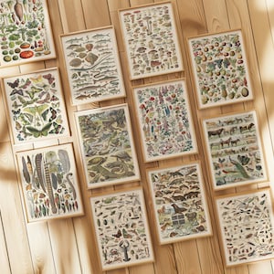 Vintage Naturalist druckbares Wandkunst-Set - Botanische, Zoologische und Insektenposter für Naturliebhaber und Sammler