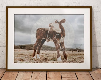 ヘレフォード牛、子牛の写真、牛のプリント、牛のポスター、動物のプリント、牛の壁アート、牛の印刷物、農家の牛の写真