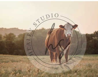 ヘレフォード、牛の写真、牛の写真、牛のポスター、動物のプリント、牛の壁アート、牛の印刷物、農家の牛の写真