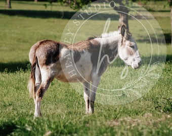 ロバ、ロバの写真、ポスター、動物のプリント、ロバの壁アート、ロバの印刷物、農家の写真、現代の農家のアート