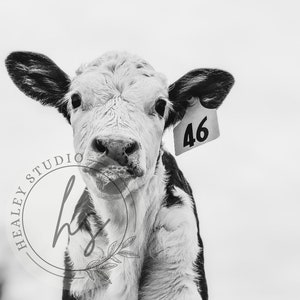 Hereford Cow print, Hereford Calf, Cow Print, Printable Wall Art, farmhouse Decor,