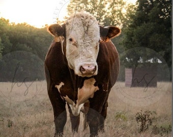 雄牛の写真、ヘレフォード牛、牛の写真、雄牛の絵、農場の動物のプリント、牛の壁アート、農家の壁アート、ポスター、牛の絵
