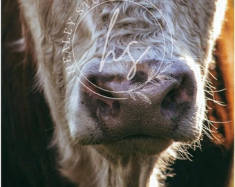 牛の写真、ヘレフォード、牛のプリント、牛のポスター、動物のプリント、牛の壁アート、牛の印刷物、壁アート、農家の牛の写真