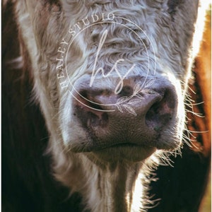 Cow Photography, Hereford, Cow Print, Cow Poster, Animal Print, Cow Wall Art, Cow Printable, Wall Art, Farmhouse Cow Photography