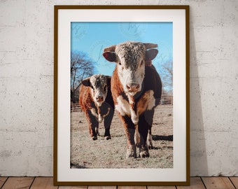 ヘレフォード、牛の写真、牛、ヘレフォードの印刷物、デジタル ダウンロード、農場の動物のプリント、農家の壁アート、ポスター、即時ダウンロード