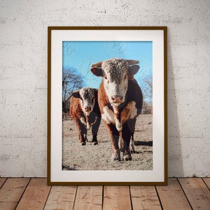 Herefords, Cattle Photography, Cows, Hereford printable, digital download, farm animal print, farmhouse wall art, poster, instant download