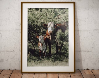 ヘレフォード牛の写真、子牛の写真、牛の写真、牛のポスター、動物のプリント、牛の壁アート、牛の印刷物、農家の牛の写真