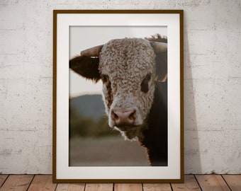 雄牛の写真、ヘレフォード牛、牛の写真、雄牛の絵、農場の動物のプリント、牛の壁アート、農家の壁アート、ポスター、牛の絵