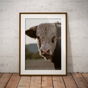Stier, Hereford Stier, Kuh Foto, Stier Bild, Tierdruck vom Bauernhof, Kuh Wandkunst, Bauernhaus Wandkunst, Poster, Kuh Bild