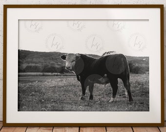 雄牛の写真、ヘレフォード牛、牛の写真、雄牛の絵、農場の動物のプリント、牛の壁アート、農家の壁アート、ポスター、即時ダウンロード