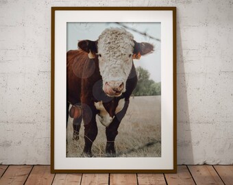 雄牛の写真、ヘレフォード牛、牛の写真、雄牛の絵、農場の動物のプリント、牛の壁アート、農家の壁アート、ポスター、即時ダウンロード