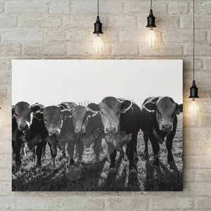 Bull Photo, Hereford Bull, cow print, digital download, farm animal print, cow wall art, farmhouse wall art, poster, instant download
