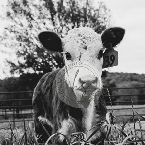 Hereford Calf, Calf Picture, Herefords, Cow Poster, Animal Photography , Cow Wall Art, Cow Picture, Cattle Photo,Farmhouse Art