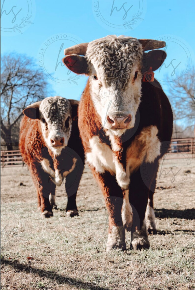 Herefords, Cattle Photography, Cows, Hereford Printable, Digital