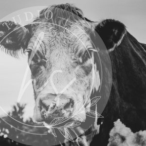 Cow Photography, Hereford, Cow Print, Cow Poster, Animal Print, Cow Wall Art, Cow Printable, Wall Art, Farmhouse Cow Photography