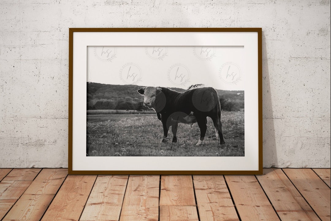 Bull Photo, Hereford Bull, Cow Photo, Bull Picture, Farm Animal Print ...