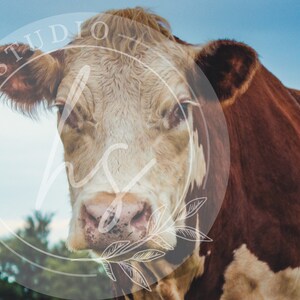 Cow Photography, Hereford, Cow Print, Cow Poster, Animal Print, Cow Wall Art, Cow Printable, Wall Art, Farmhouse Cow Photography