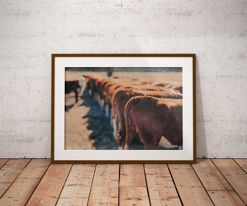 Herefords, Cattle Photography, Cows, Hereford Printable, Digital