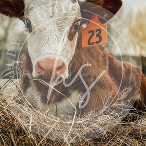 Calf Photo, Hereford, Cow Picture, Digital Download, Farm Animal Print, Cow Wall Art, Farmhouse Wall Art, poster, Instant Download, Calf