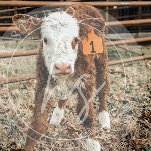 Calf Photo, Hereford, Cow Picture, Digital Download, Farm Animal Print, Cow Wall Art, Farmhouse Wall Art, poster, Instant Download, Calf
