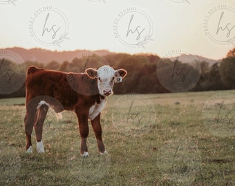 ヘレフォード牛の子牛、牧場の写真、牛の写真、牛のポスター、動物のプリント、牛の壁アート、牛の印刷物、農家の牛の写真、農場の写真