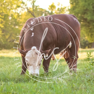 Bull, Cow Photography, Hereford, Cow Print, Cow Poster, Animal Print, Cow Wall Art, Cow Printable, Wall Art, Farmhouse Cow Photography