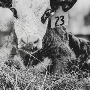 Calf Photo, Hereford, Cow Picture, Digital Download, Farm Animal Print, Cow Wall Art, Farmhouse Wall Art, poster, Instant Download, Calf