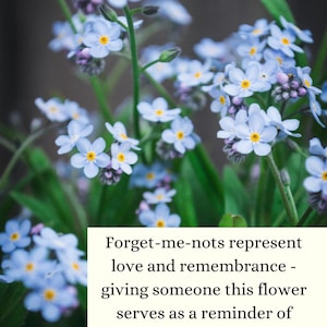May include: A cluster of delicate blue forget-me-not flowers with yellow centers, blooming in a lush green garden. The text "Forget-me-nots represent love and remembrance - giving someone this flower serves as a reminder of enduring love." is displayed on a white background.