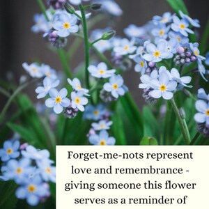 Może przedstawiać: Gromada delikatnych niebieskich niezapominajek z ż&oacute;łtymi środkami, kwitnących w bujnym zielonym ogrodzie. Tekst "Forget-me-nots represent love and remembrance - giving someone this flower serves as a reminder of enduring love." jest wyświetlany na białym tle.