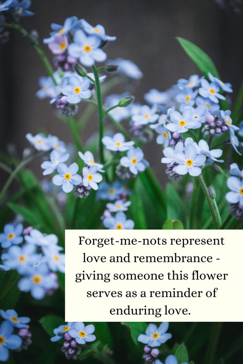 Może przedstawiać: Gromada delikatnych niebieskich niezapominajek z ż&oacute;łtymi środkami, kwitnących w bujnym zielonym ogrodzie. Tekst "Forget-me-nots represent love and remembrance - giving someone this flower serves as a reminder of enduring love." jest wyświetlany na białym tle.