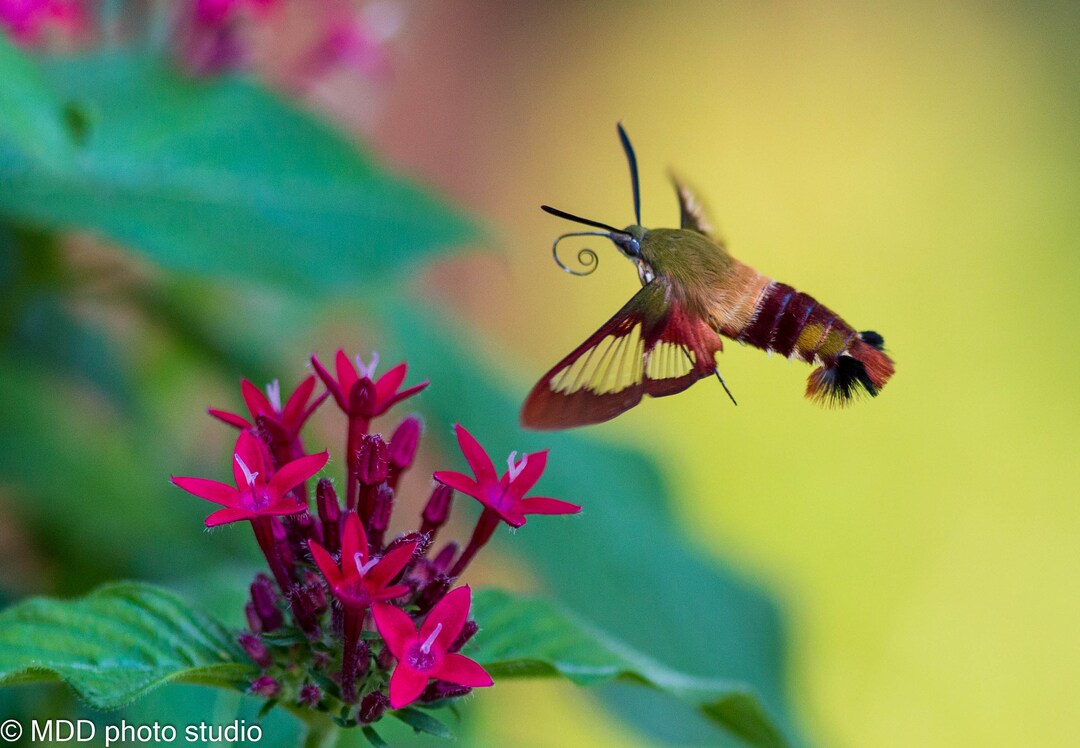 Photography, Butterfly, Hummingbird Moth, Photo Print, Art Print