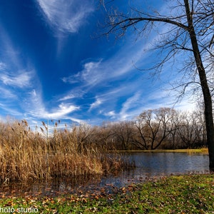 May include: A tranquil landscape with a pond reflecting a vibrant blue sky and streaky clouds. Bare trees are on the right, with reeds and grasses bordering the water. Green grass and fallen leaves are in the foreground.