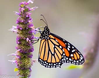 Butterfly Photography, Monarch Butterfly, Fine Art, Photo print, Wall Art