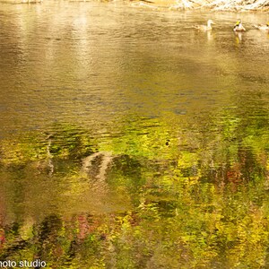Landscape Photography, Trees Reflection in Water, Nature print, Tree, Photo print, Wall Art