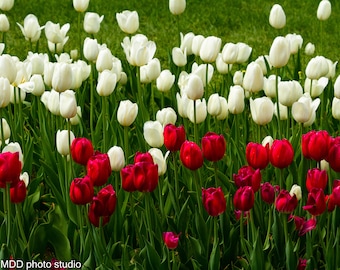 Flower Photograph, Tulip Flowers 1, Art Print, Photo Print, Art Wall, Nature Print