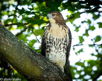 Photography, Sharp-shinned Hawk, Bird, Photo print, Wall art, Art