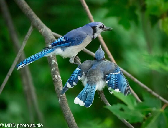 Double Blue Jay Feathers